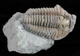 Bargain, Prone Flexicalymene Trilobite - Ohio #61017-1